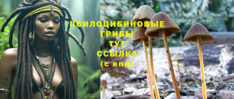 Псилоцибиновые грибы MAGIC MUSHROOMS  закладки  Алексин 